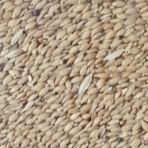 Farro monococco in chicco gr. 100