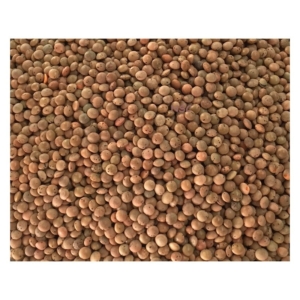 Lenticchie verdi gr. 100